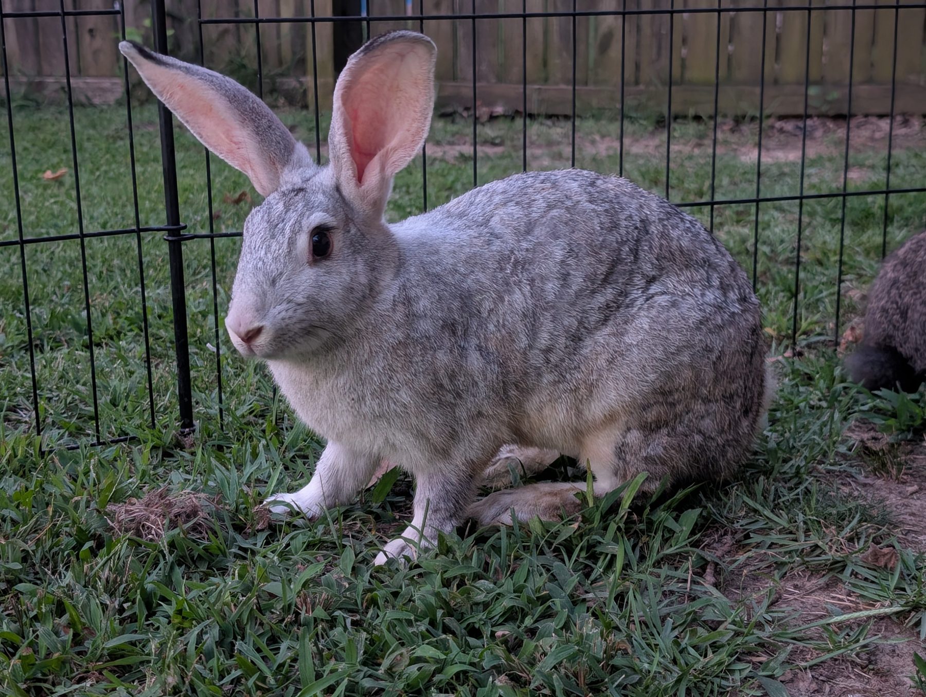 Perla