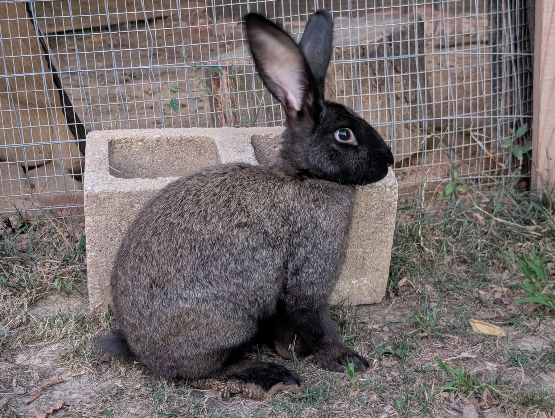Pepper, Steel gray